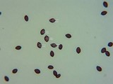 Panaeolus olivaceus image