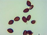 Panaeolus olivaceus image