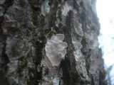 Aleurodiscus disciformis image