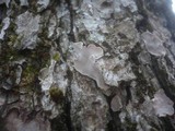 Aleurodiscus disciformis image