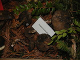 Tylopilus porphyrosporus image