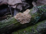 Radulomyces molaris image