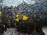 Dacrymyces capitatus image