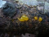 Dacrymyces capitatus image