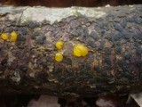 Dacrymyces capitatus image