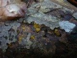 Dacrymyces capitatus image