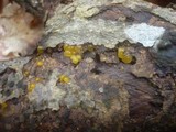Dacrymyces capitatus image