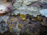 Dacrymyces capitatus image