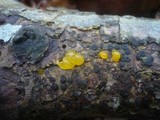 Dacrymyces capitatus image