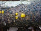 Dacrymyces capitatus image