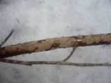 Hymenochaete corrugata image