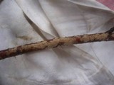 Hymenochaete corrugata image