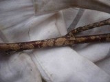Hymenochaete corrugata image