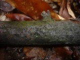 Melanconiella spodiaea image