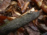 Melanconiella spodiaea image