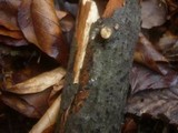 Melanconiella spodiaea image