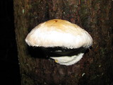 Fomitopsis mounceae image