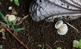 Marasmiellus inoderma image