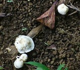 Marasmiellus inoderma image