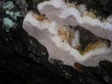 Perenniporia medulla-panis image
