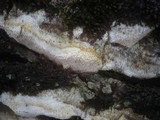 Perenniporia medulla-panis image