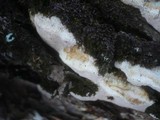 Perenniporia medulla-panis image