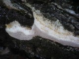 Perenniporia medulla-panis image