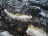 Perenniporia medulla-panis image