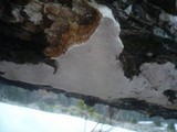 Perenniporia medulla-panis image