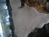 Perenniporia medulla-panis image