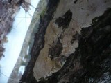 Perenniporia medulla-panis image