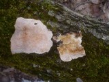 Perenniporia medulla-panis image