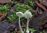 Entoloma alboumbonatum image