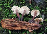 Marasmiellus praeacutus image