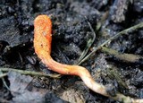 Cordyceps militaris image