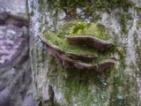 Phylloporia ribis image