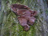 Phylloporia ribis image