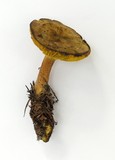 Phylloporus rhodoxanthus image