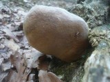 Fomitiporia robusta image
