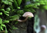 Mycena corticola image