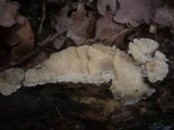 Trametopsis cervina image