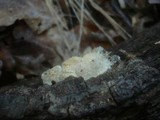 Trametopsis cervina image