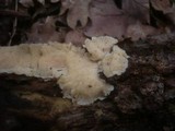 Trametopsis cervina image