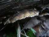 Trametopsis cervina image