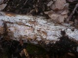 Tubulicrinis gracillimus image