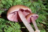 Mycena rutilantiformis image