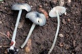 Entoloma subcorvinum image