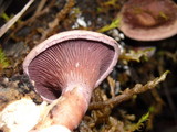 Panus conchatus image