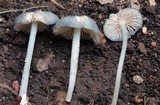 Entoloma subcorvinum image
