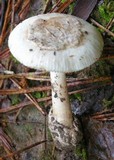 Amanita pseudovolvata image